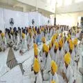 ਐਡਵੋਕੇਟ ਹਰਜਿੰਦਰ ਸਿੰਘ ਧਾਮੀ ਨੇ ‘ਚਲਦਾ ਵਹੀਰ ਅੰਮ੍ਰਿਤ ਸੰਚਾਰ ਲਹਿਰ’ ਦੀ ਤੇਜ਼ੀ ਲਈ ਮਾਲਵੇ ਦੇ ਪ੍ਰਚਾਰਕਾਂ ਨਾਲ ਕੀਤੀ ਮੀਟਿੰਗ।